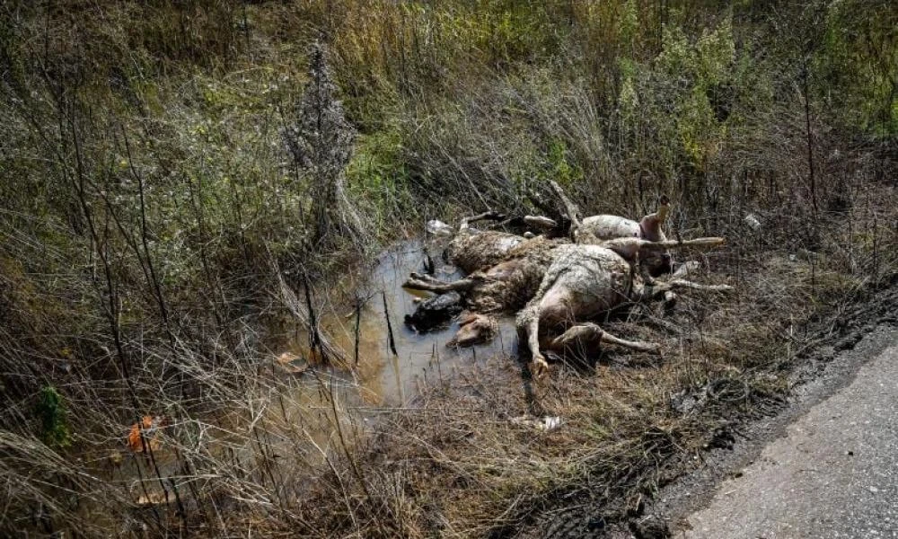 Δύσκολη παραμένει η συλλογή των νεκρών ζώων σε περιοχές των Τρικάλων και της Λάρισας